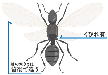 黒い羽アリの正体が一瞬でわかる シロアリとの見分け方と一網打尽の対策方法 シロアリ110番