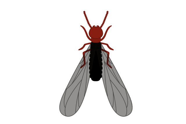 羽アリの対処法 シロアリとクロアリの見分け方と被害の特徴をご紹介 シロアリ110番