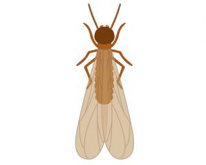羽アリの対処法 シロアリとクロアリの見分け方と被害の特徴をご紹介 シロアリ110番
