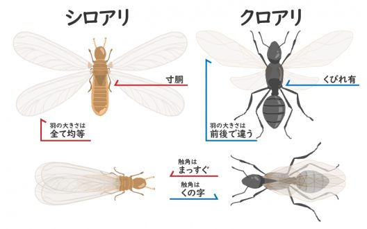 羽アリ発生時の対処法をご紹介 種類を見分けて危険性もチェック シロアリ110番