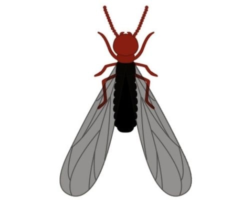 黒い羽アリの正体が一瞬でわかる シロアリとの見分け方と一網打尽の対策方法 シロアリ110番