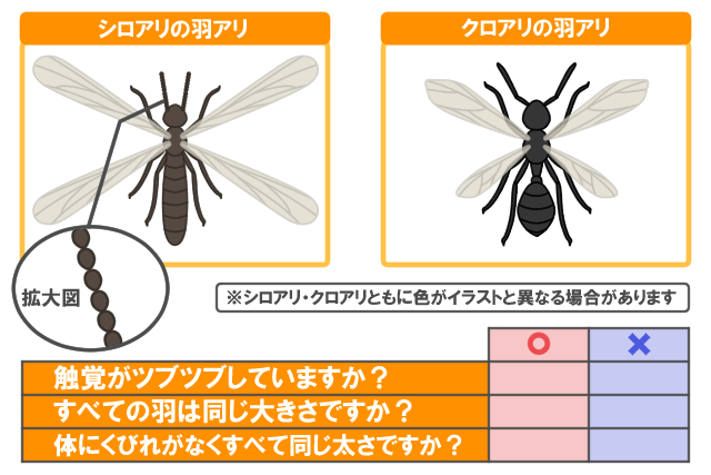 羽アリに似た虫を一瞬で駆除する方法11選 今すぐ試せる害虫対策を紹介 シロアリ110番