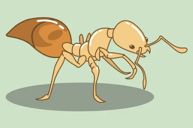 羽アリに似た虫を一瞬で駆除する方法11選 今すぐ試せる害虫対策を紹介 シロアリ110番